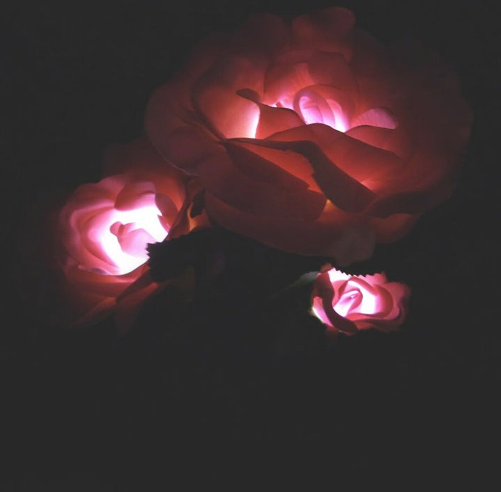 Solar rose lamp 3LED plug in the sun nen light garden garden light lawn light 🇨🇳