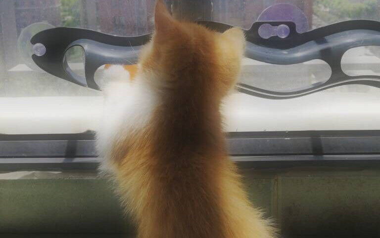 Windowsill Pets Toy Cat Track Ball Pet Products 🇨🇳