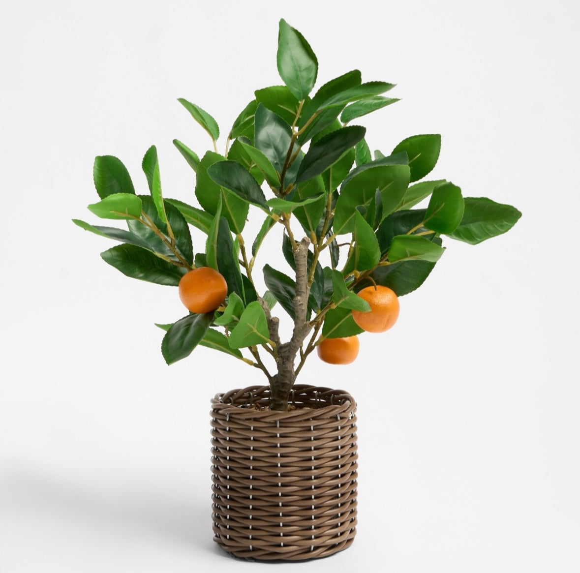 Orange Tree in Basket - Green/Orange 🇬🇧