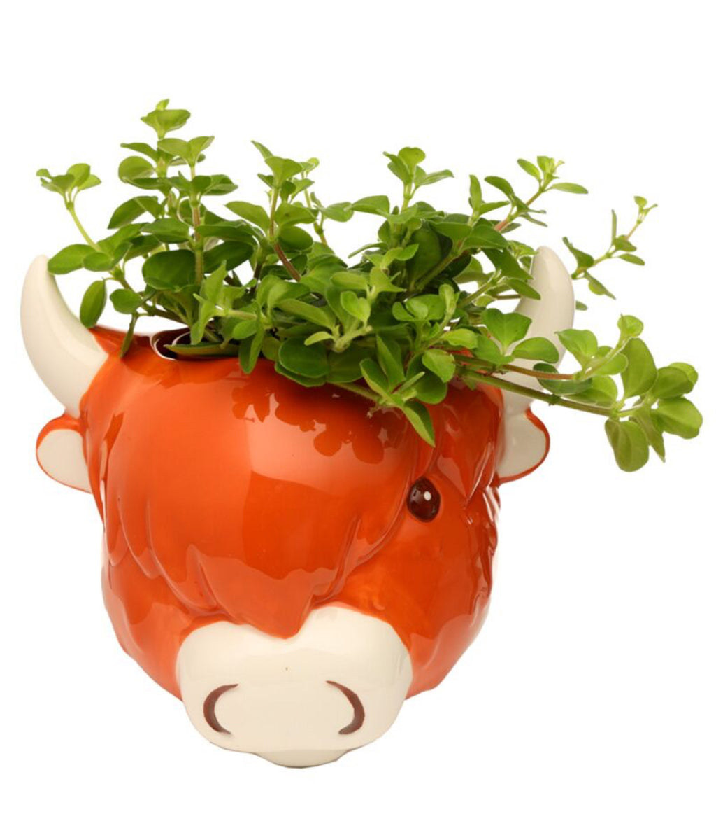 Decorative Ceramic Indoor Wall Planter/Plant Pot - Highland Coo Cow 🇬🇧