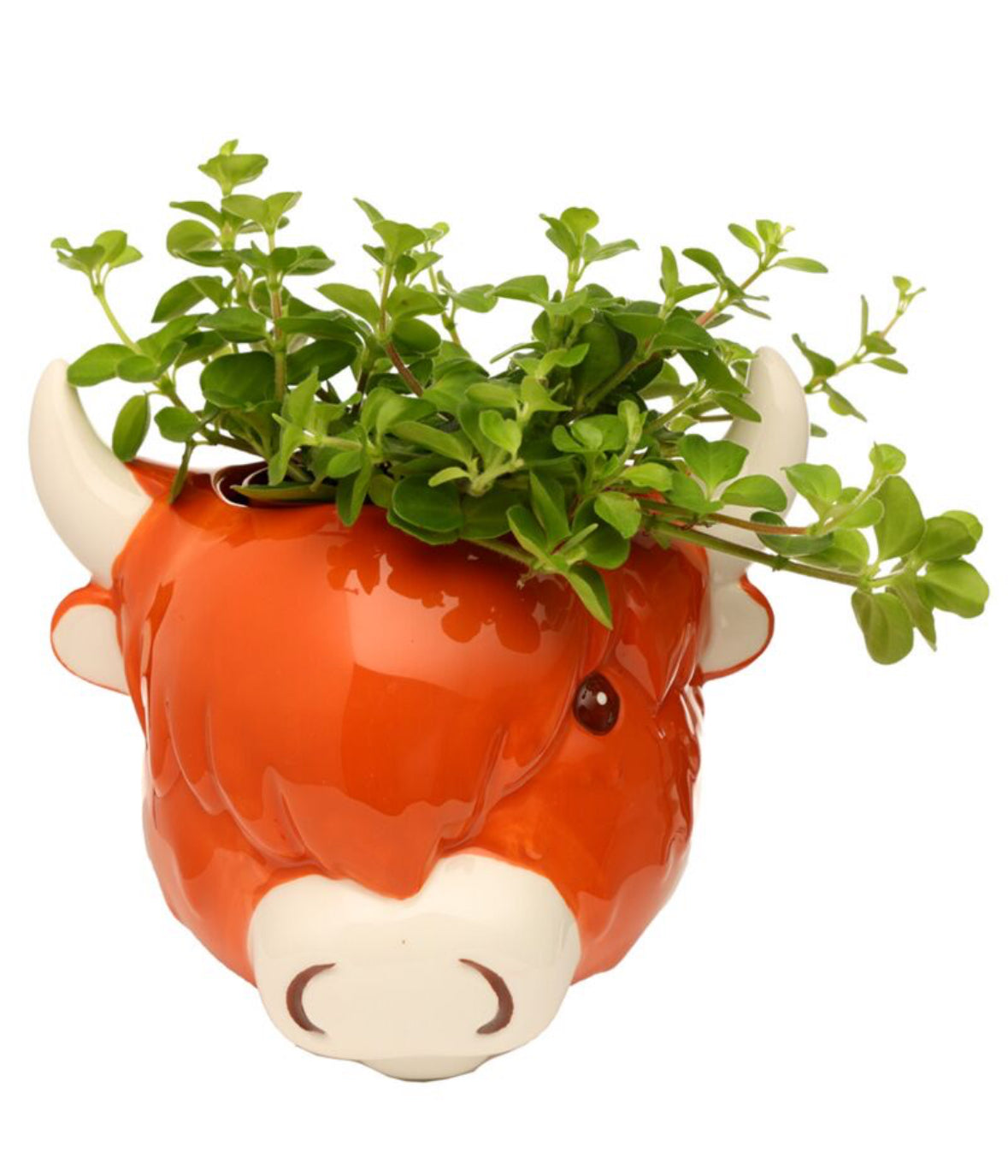 Decorative Ceramic Indoor Wall Planter/Plant Pot - Highland Coo Cow 🇬🇧
