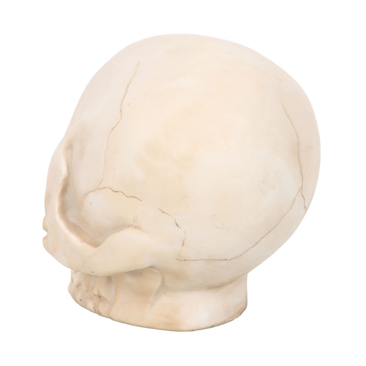 Skull Ornament with Snake 🇬🇧