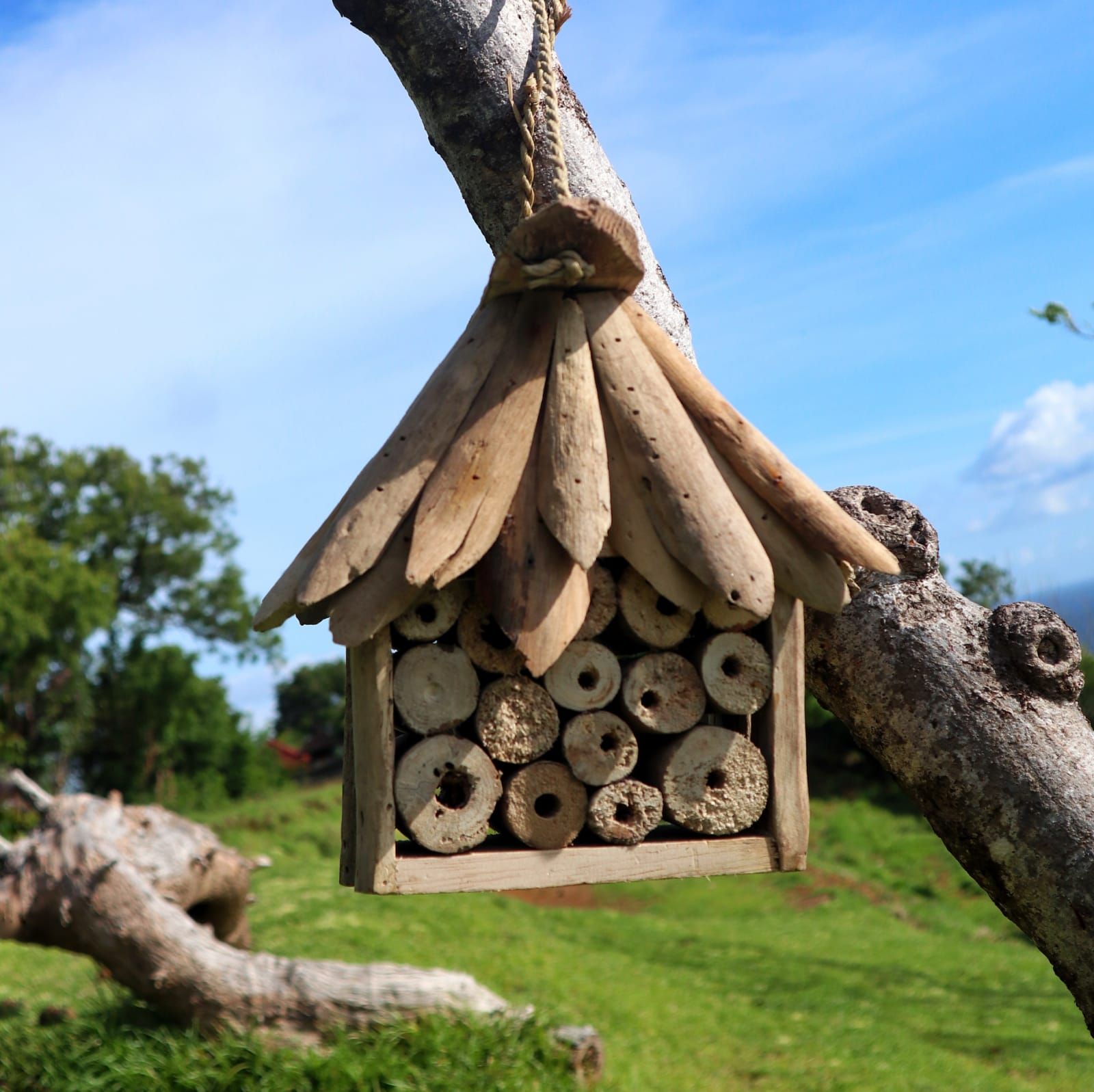Driftwood Bee & Insect Box 🇬🇧