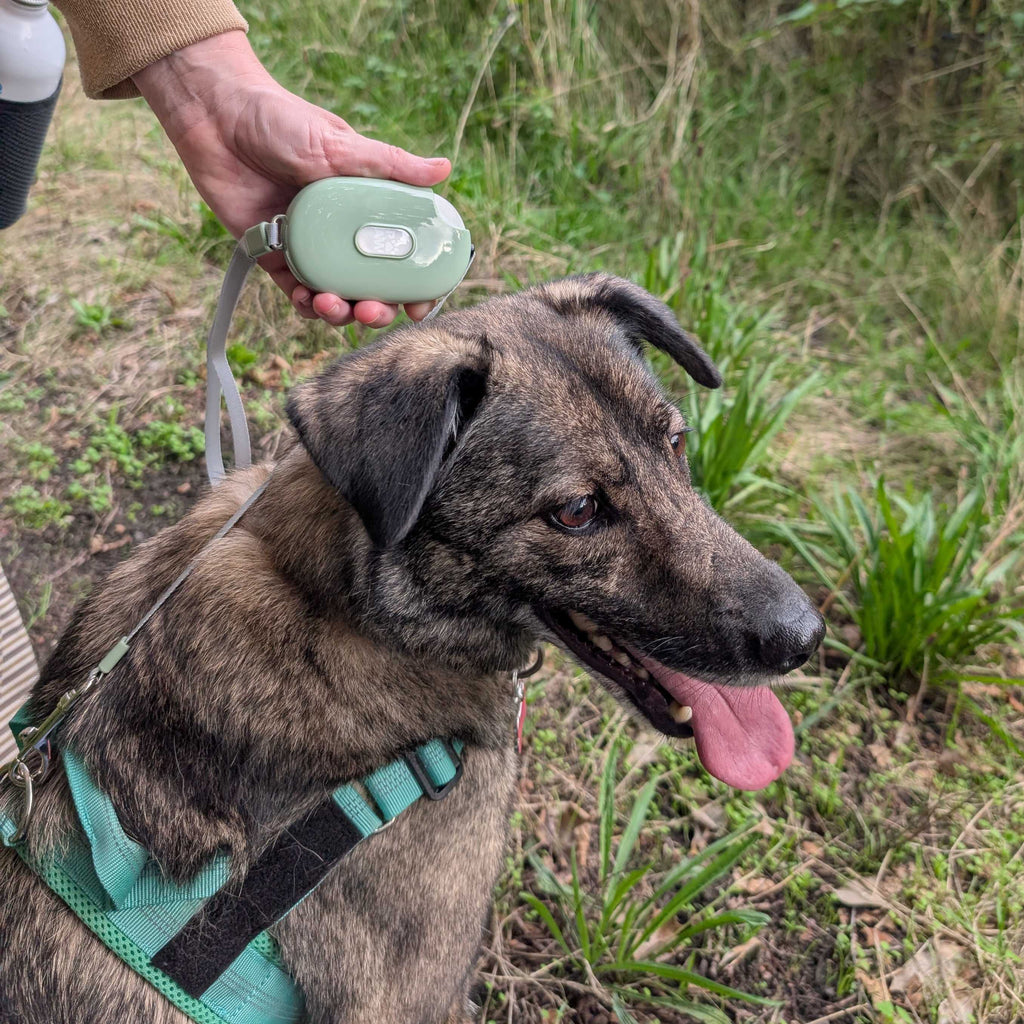 Paw Pet Leash - Pocket Pod - Green - 1.5m 🇬🇧
