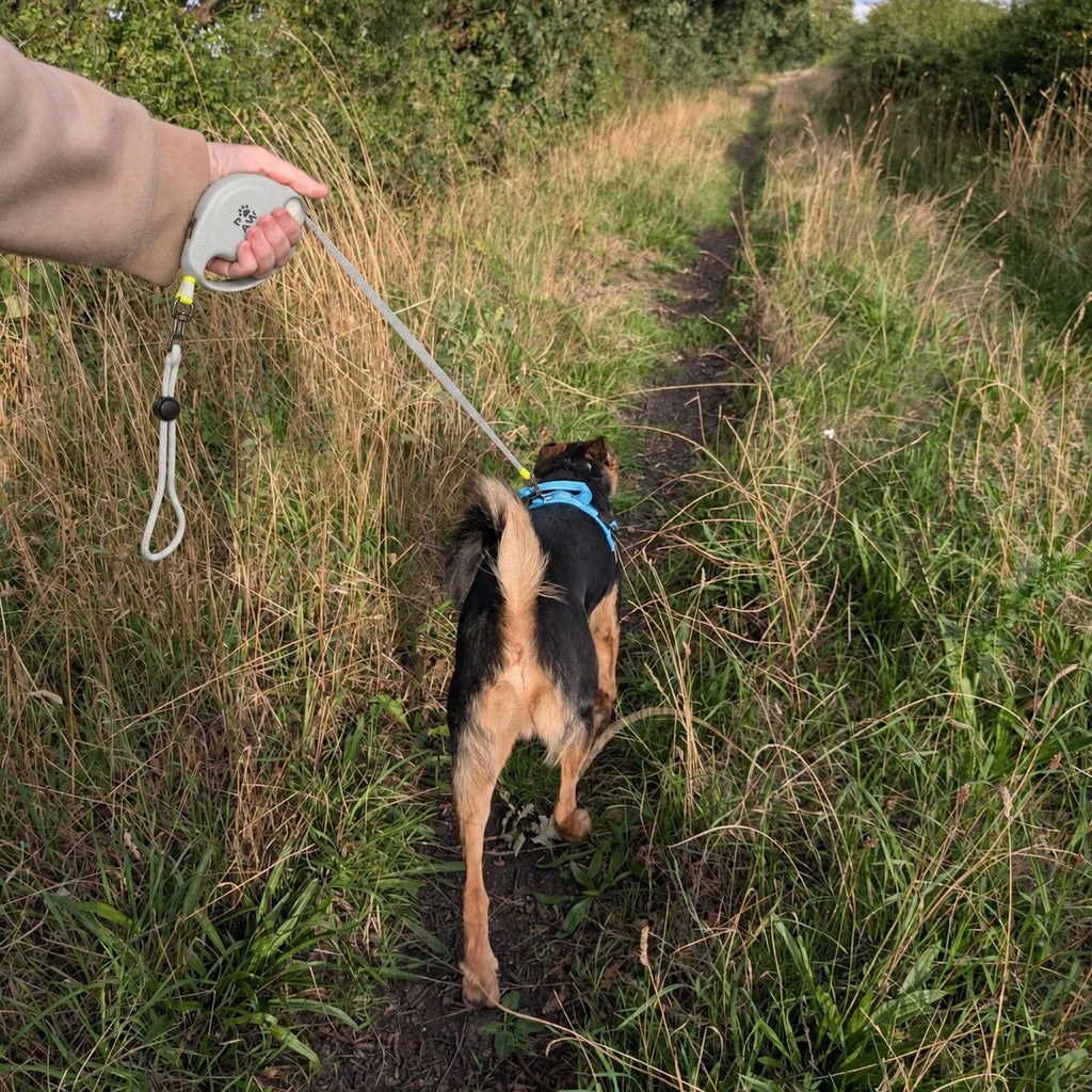 Paw Pet Leash - Elephant Strap - Grey - 2m 🇬🇧