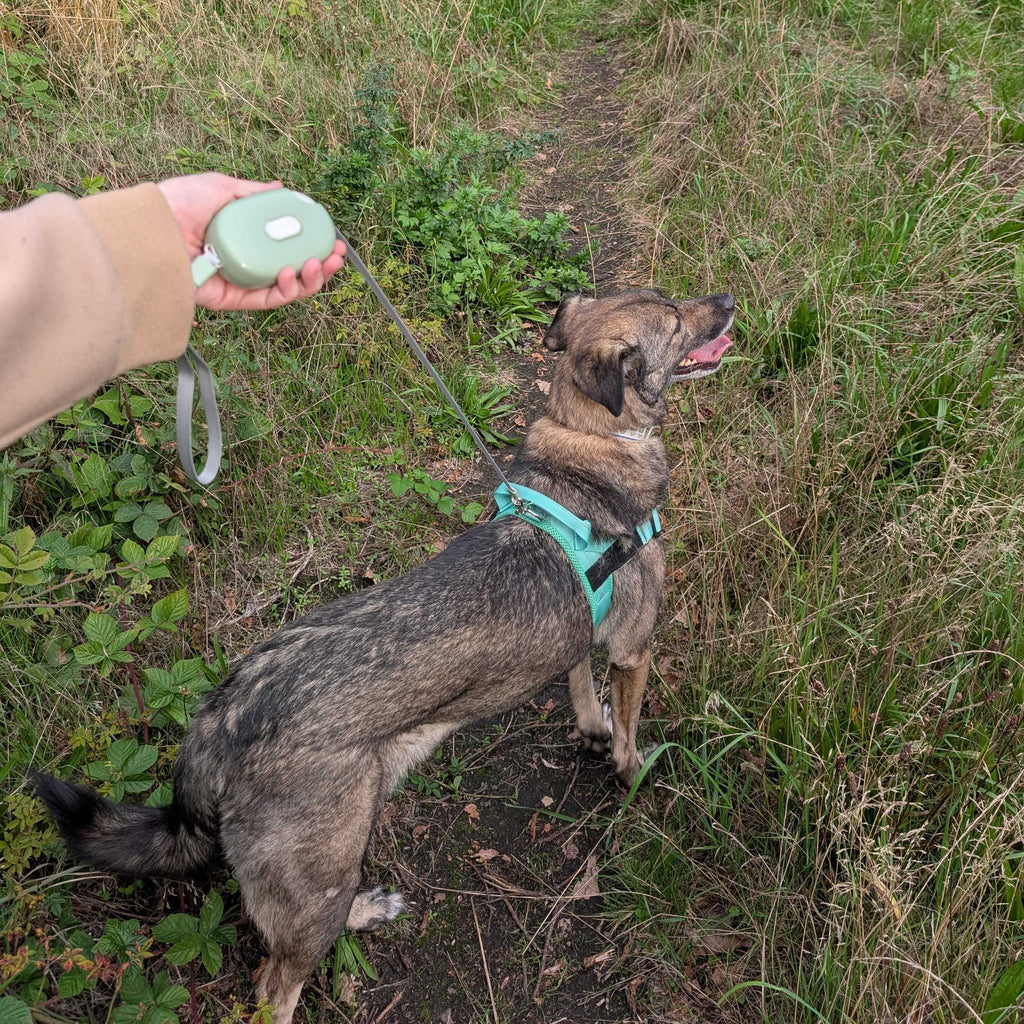 Paw Pet Leash - Pocket Pod - Green - 1.5m 🇬🇧