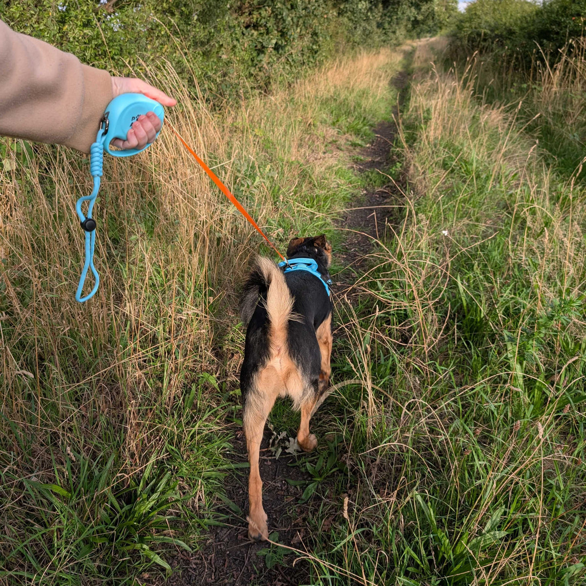 Paw Pet Leash - Elephant Strap - Blue - 2m 🇬🇧