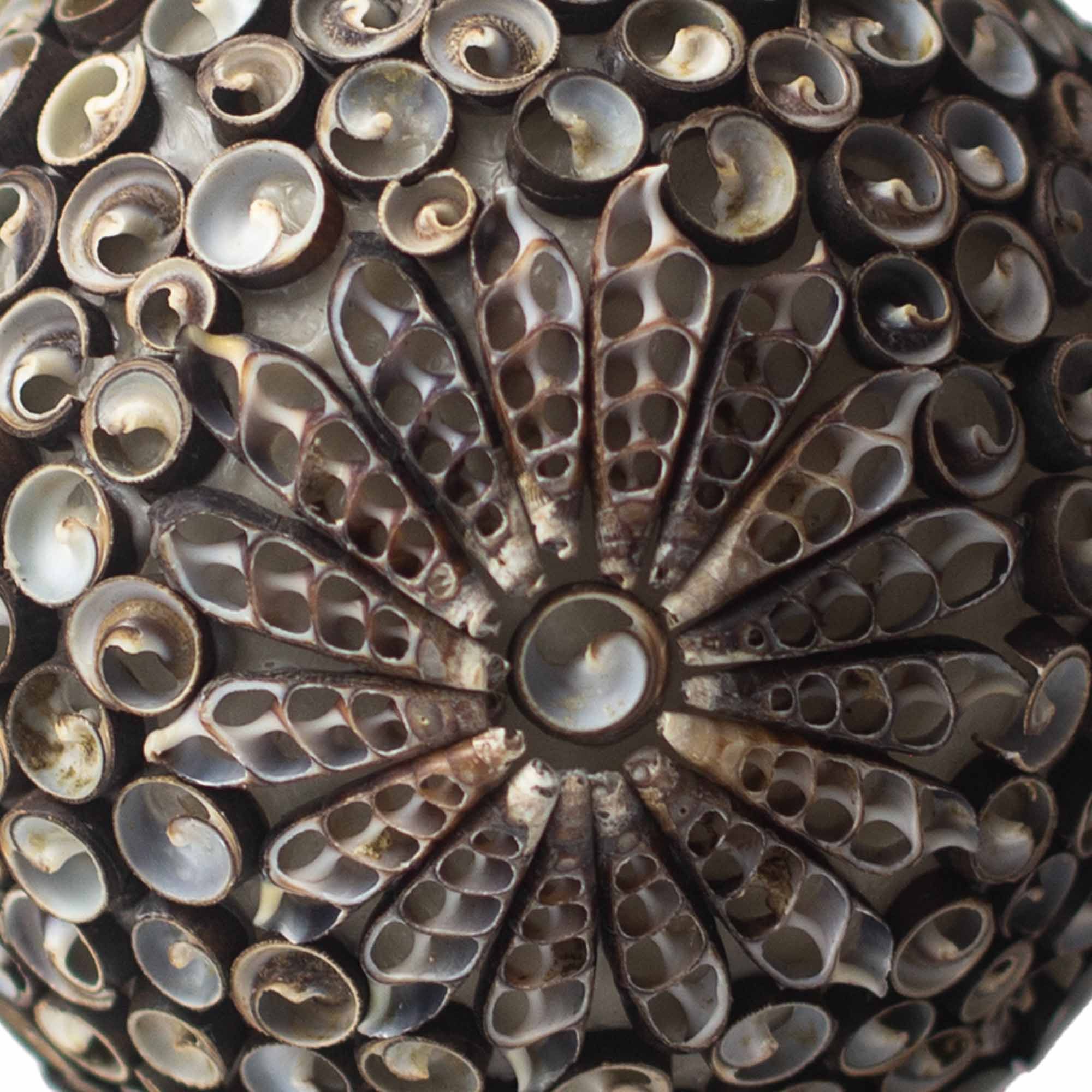 Boho Sea Shell Lamp - Chocolate Twist Oval - 20cm 🇬🇧
