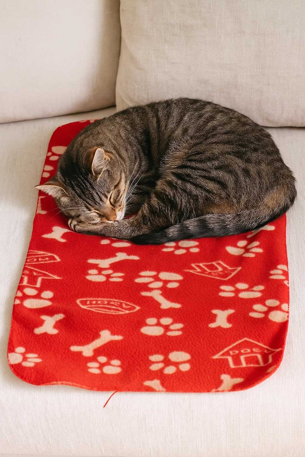 Pet Thin Soft Polyester Blanket - 3/6 Pack 🇬🇧