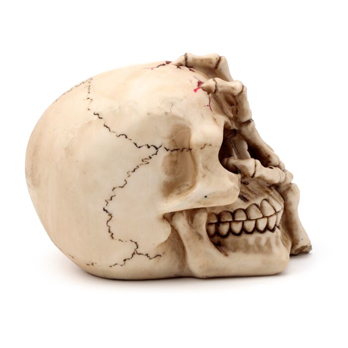 Gothic Skull Decoration - Skull Head with Skeleton Claw Hand 🇬🇧