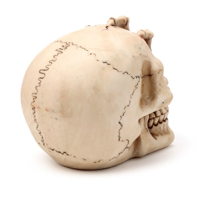Gothic Skull Decoration - Skull Head with Skeleton Claw Hand 🇬🇧