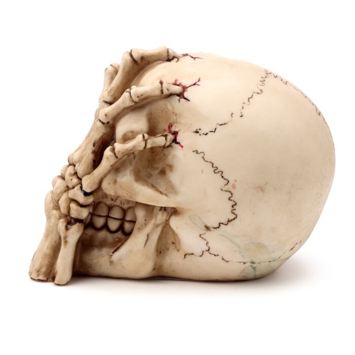 Gothic Skull Decoration - Skull Head with Skeleton Claw Hand 🇬🇧